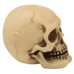 2er Set Graveyard Totenschädel Medium -Halloween-Requisitenladen 2er set graveyard totenkopf medium graveyard skull 2pc set medium totenschaedel kaufen 52350 02 1