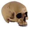 Antiker Totenschädel Ohne Unterkiefer 19cm -Halloween-Requisitenladen antiker totenkopf ohne unterkiefer antiker totenschaedel ohne unterkiefer gothic deko 53262 01
