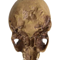 Antiker Totenschädel Ohne Unterkiefer 19cm -Halloween-Requisitenladen antiker totenkopf ohne unterkiefer antiker totenschaedel ohne unterkiefer gothic deko 53262 04