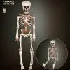 Bewegliches Skelett Gerippe 40cm 2 Bewegliches Skelett Gerippe 40cm -Halloween-Requisitenladen bewegliches skelett 40cm posable skeleton 40cm halloween deko skelett deko 52010 01