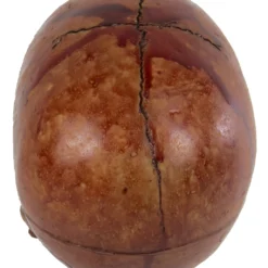 Blutiger Skull Mit Beweglichem Kiefer 7 Blutiger Skull Mit Beweglichem Kiefer -Halloween-Requisitenladen blutiger totenkopf mit beweglichem kiefer halloween skelett dekoration totenschaedel blutig 28818 3