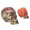 Halloween Totenschädel Mit Blutigem LED Gehirn 19cm -Halloween-Requisitenladen halloween totenkopf mit blutigem led gehirn halloween skull with bloddy led brain halloween deko 53917 01