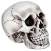 Beiger, Realistischer Totenkopf 2 Beiger, Realistischer Totenkopf -Halloween-Requisitenladen halloween totenschaedel halloween totenkopf halloween deko realistic skull 21539 01