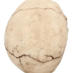 Kleiner Grinsender Totenkopf 12cm -Halloween-Requisitenladen kleiner grinsender totenschaedel small joker skull totenkopf dekoration gothic deko 50730 05