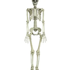 Bewegliches Knochenskelett 90cm