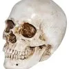 Realistischer Kunststein Totenkopf -Halloween-Requisitenladen realistischer kunststein totenschaedel halloween totenkopf realistic resin skull 38410