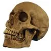 Realistischer Totenschädel Polyresin -Halloween-Requisitenladen realistischer totenkopf realistischer totenschaedel realistic skull halloween dekoration 17599
