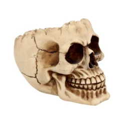 Realistische Totenschädel Schale Mit Offener Schädeldecke